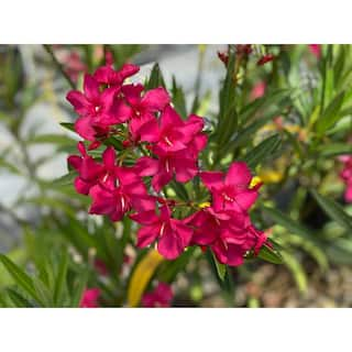 PROVEN WINNERS 1 Gal. Austin Pretty Limits Oleander (Nerium) Live Plant Shrub Pink Flowers NERPRC1006101