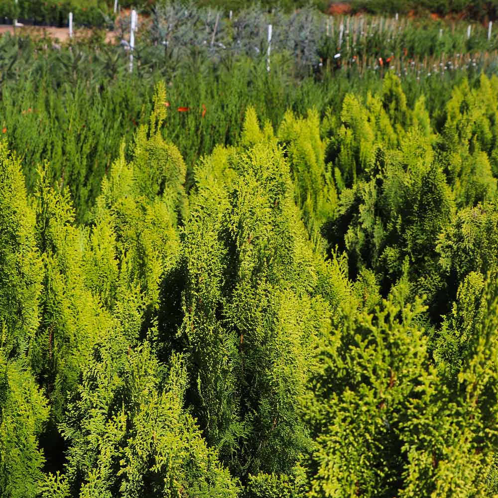 Berckman's Gold Arborvitae