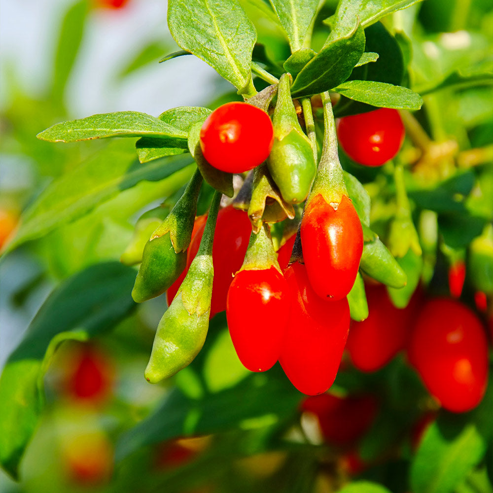 Goji Berry