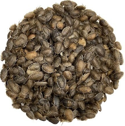 ABDragons Small Dubia Roaches Small Pet and Reptile Food