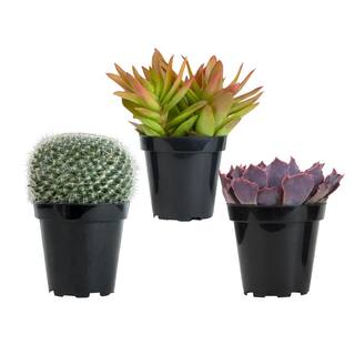 SMART PLANET 3.5quot Live Plant Assortment of 2 Succulents and 1 Cactus 0881015