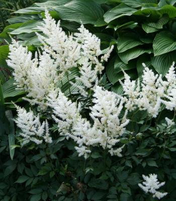 Classy Groundcovers - False Spirea (White) White Japanese Astilbe， White Goats Beard， White False Goatsbeard {10 Bare Root Plants}