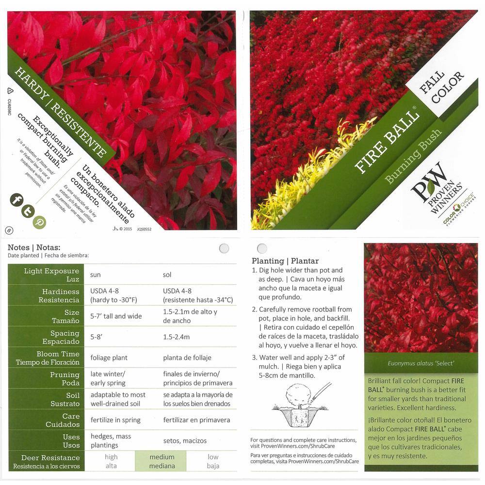 PROVEN WINNERS 4.5 in. Qt. Fire Ball Burning Bush (Euonymus) Live Shrub Bright Red Foliage EUOPRC1057800