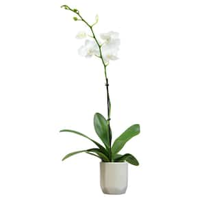 ALTMAN PLANTS 3.5 in. White Orchid Phalaenopsis Live House Plant in White Ceramic Pot 0873008