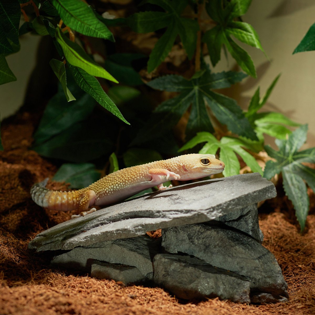 CC Pet Basking Ramp Reptile Hide