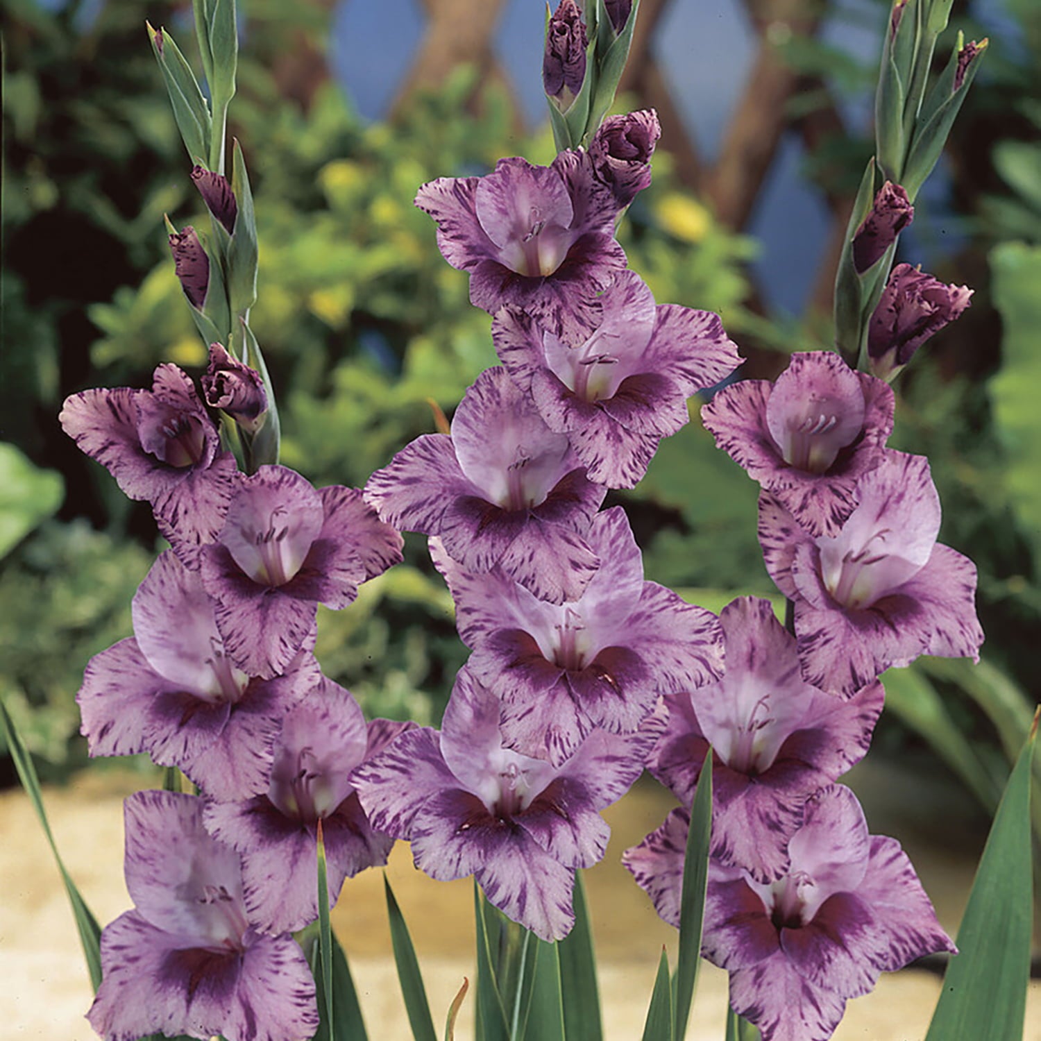 Van Zyverden Gladiolus Large Flowering Passos Set of 12 Bulbs Multicolor Part Sun