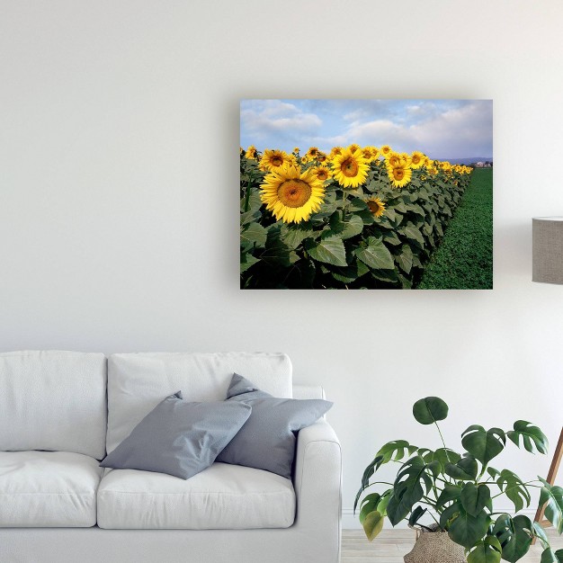 X 24 quot Sunflowers Sentinels Rome Italy Color By Monte Nagler Trademark Fine Art