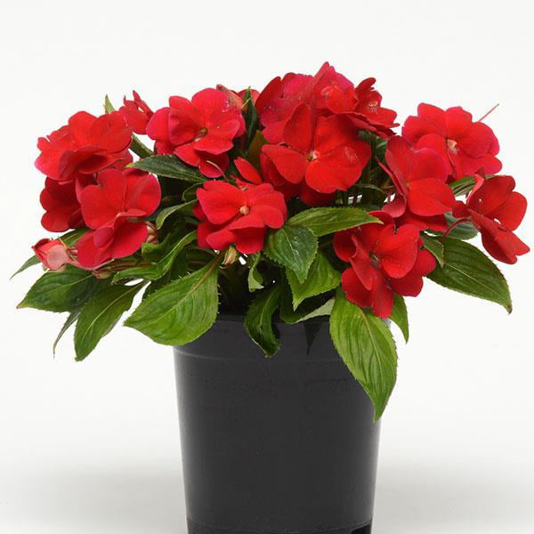 Expert Gardener 1.5 Gallon New Guinea Impatiens Hanging Basket (1 Count Pack) Various Colors， Annual Live Plant