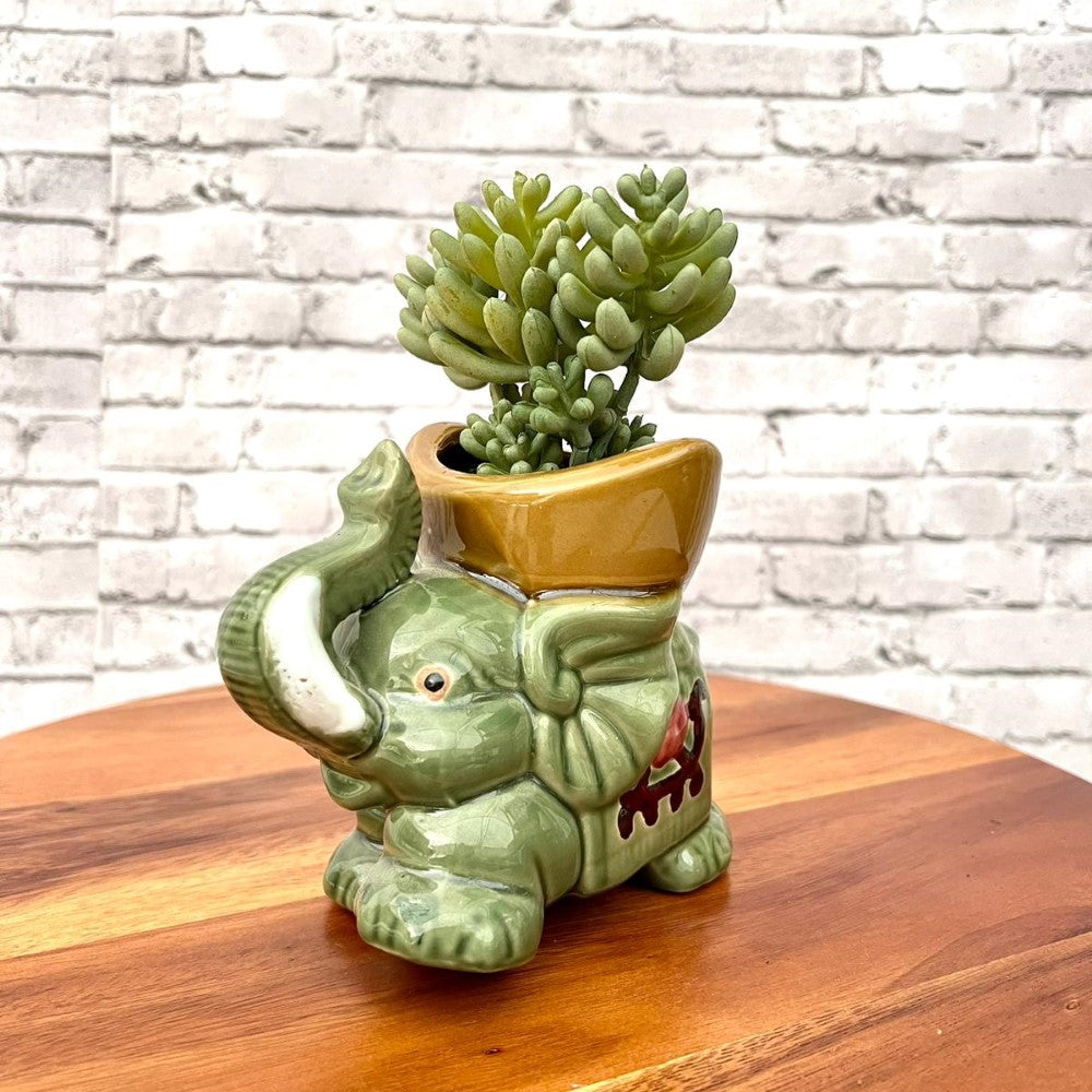 Beautiful Mini Green Succulent-Artificial