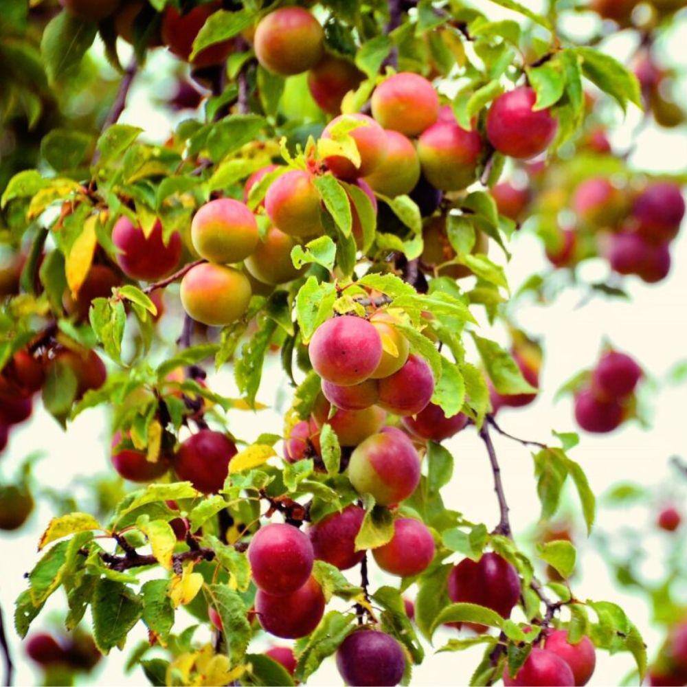 5 gal. Red June Plum Tree PLURED05GSL