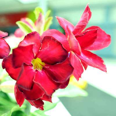 Adenium Plant, Desert Rose (Red Double) - Plant