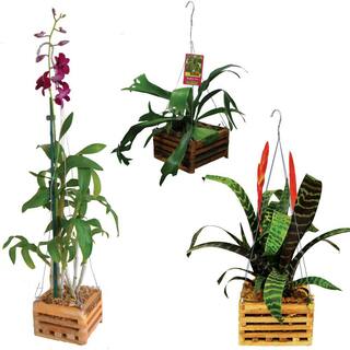 Better-Gro 6 in. Square Wood Hanging Basket Twin Pack 52711