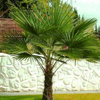 Online Orchards 5 Gal. Windmill Palm Tree - Among the most cold hardy palm trees SBPM501