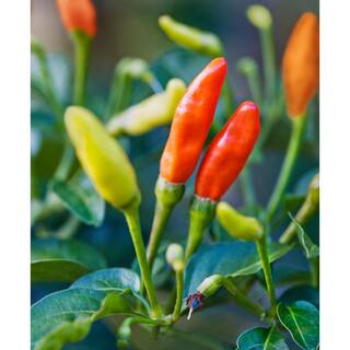 Bonnie Plants 19 oz. Tobasco Hot Pepper Plant 1003800769