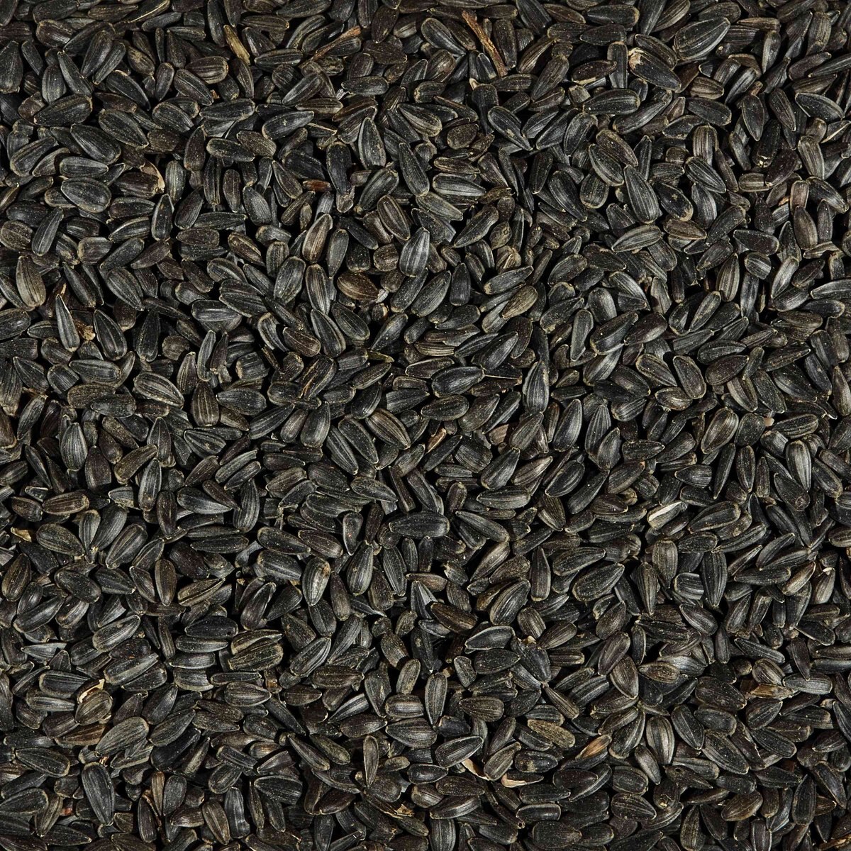 Kaytee Black Oil Sunflower Bird Food