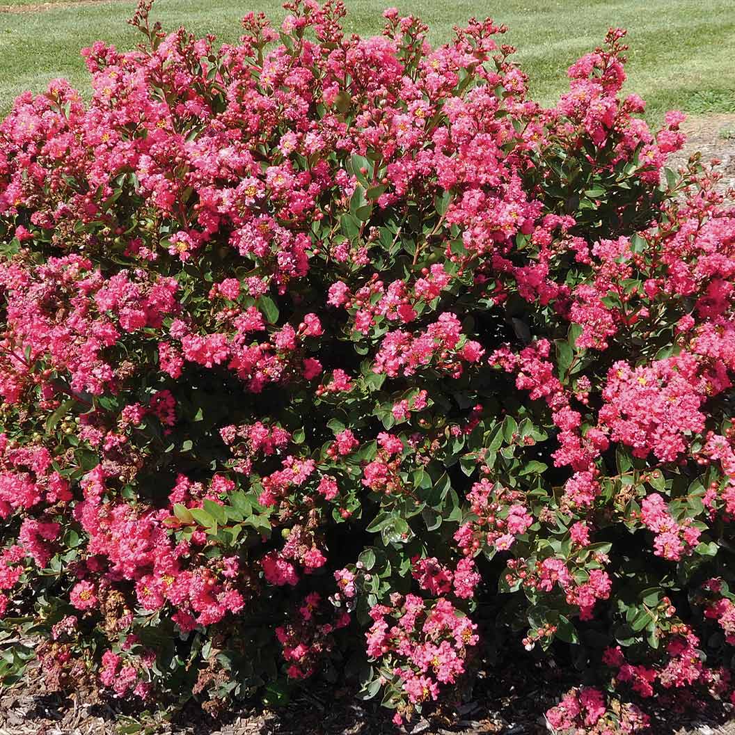 Bellini® Raspberry Crape Myrtle