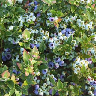 BUSHEL AND BERRY 2 Gal. Bushel and Berry Jelly Bean Blueberry Live Plant with Traditional Flavored Berries O895102