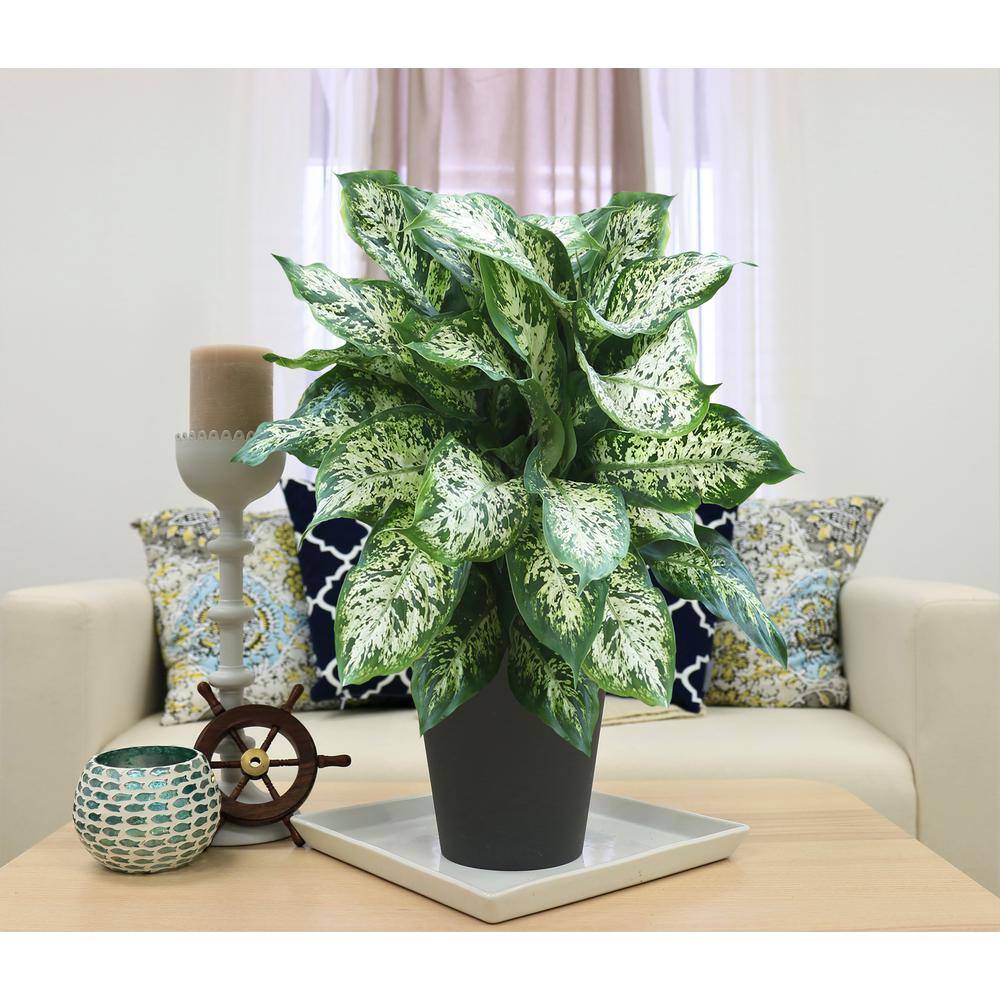 Costa Farms Dieffenbachia Indoor Plant in 6 in. Grower Pot Avg. Shipping Height 1-2 ft. Tall 6EX