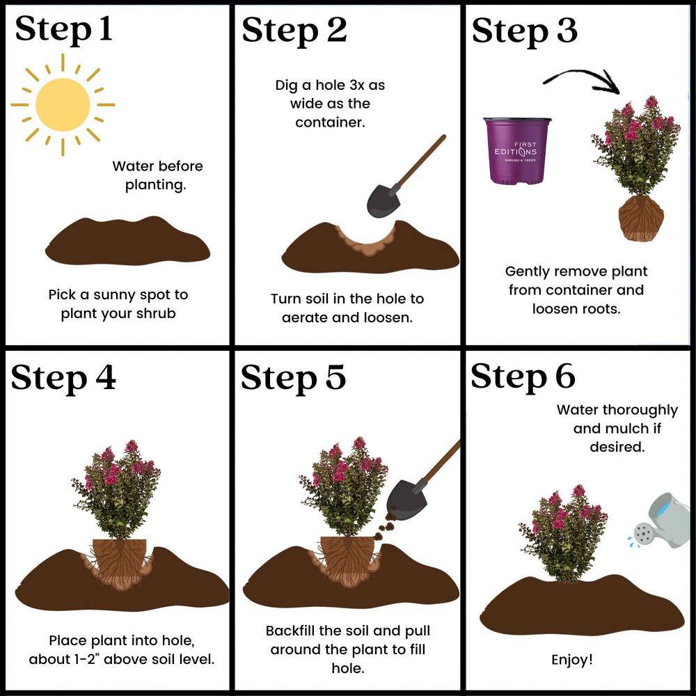FIRST EDITIONS 2 Gal. Plum Magic Crape Myrtle Flowering Shrub with Fuschia Pink Flowers 14845
