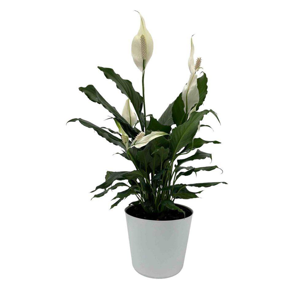 EVERBLOOM GROWERS INC. 6 in. Spathiphyllum Plant in Deco Pot 6SPATH