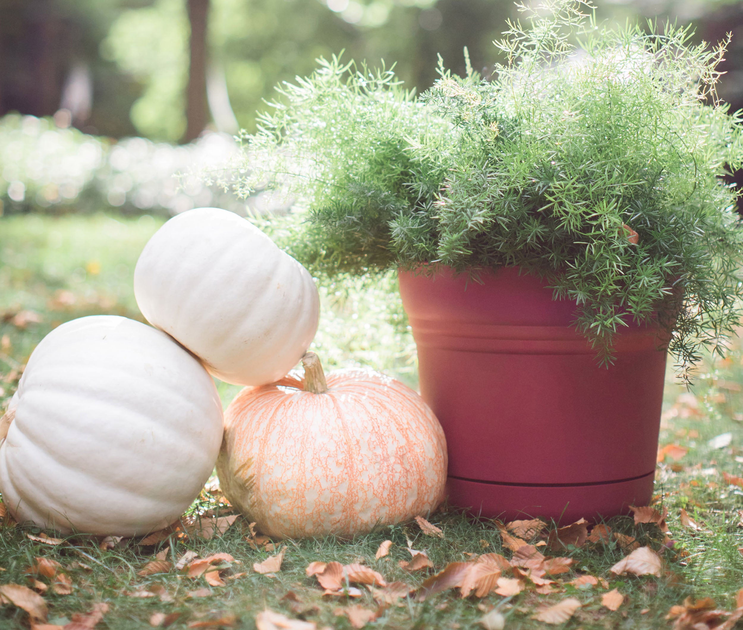 Bloem Saturn Planter W/ Saucer 7.5 x 7 Plastic Round Burnt Red