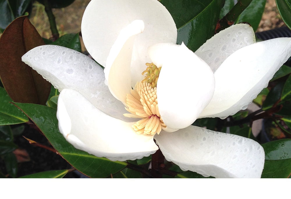 3 Gal. Little Gem Magnolia - Fragrant White Flowers - Attractive Evergreen Foliage