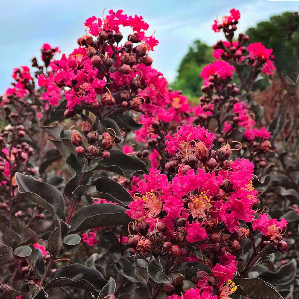 BLACK DIAMOND 3 Gal. Mystic Magenta Crape Myrtle Tree CRMBMM03G