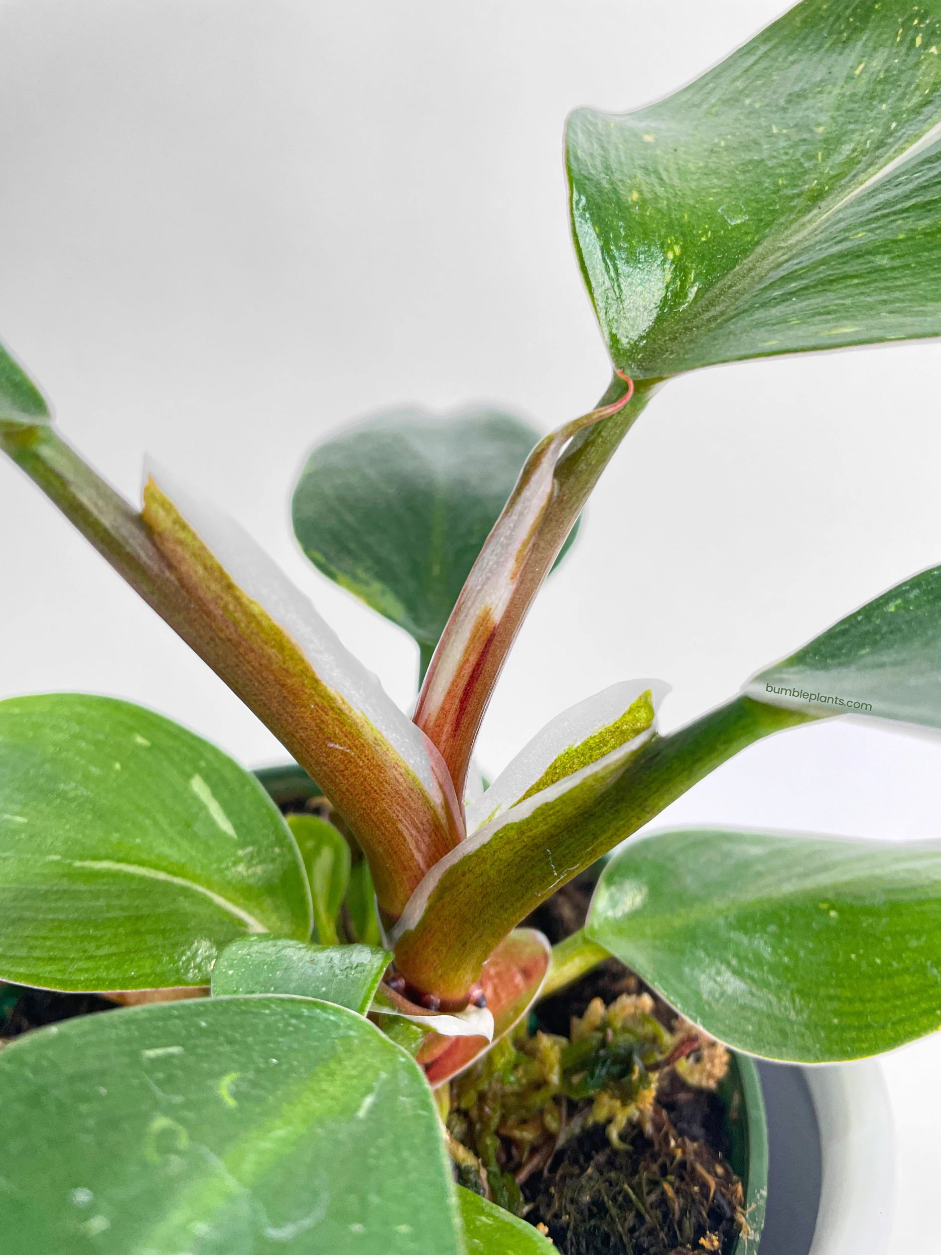 Philodendron White Princess