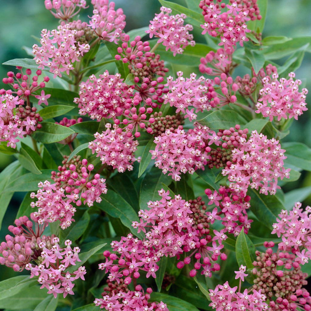 Van Zyverden Asclepias Exclusive Sweet Monarch Blend Set of 9 Bulbs Mixed Full Sun