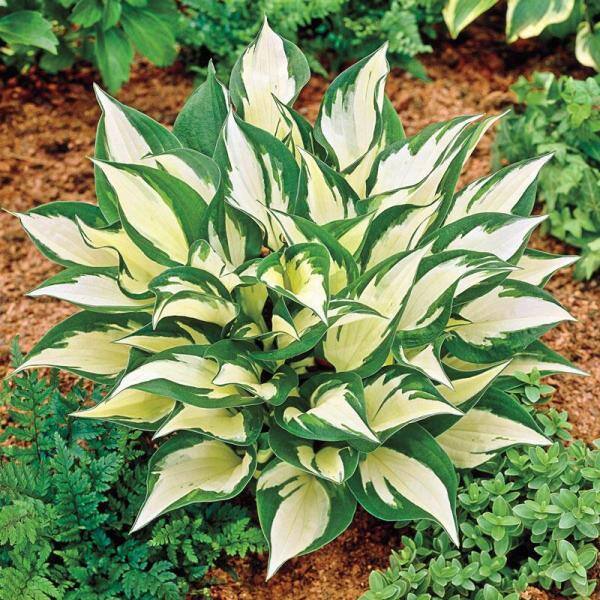 Online Orchards 1 gal. Loyalist Hosta Shrub with Pure White Leaf Centers and Creamy White Flowers (2-Pack) SBHO002
