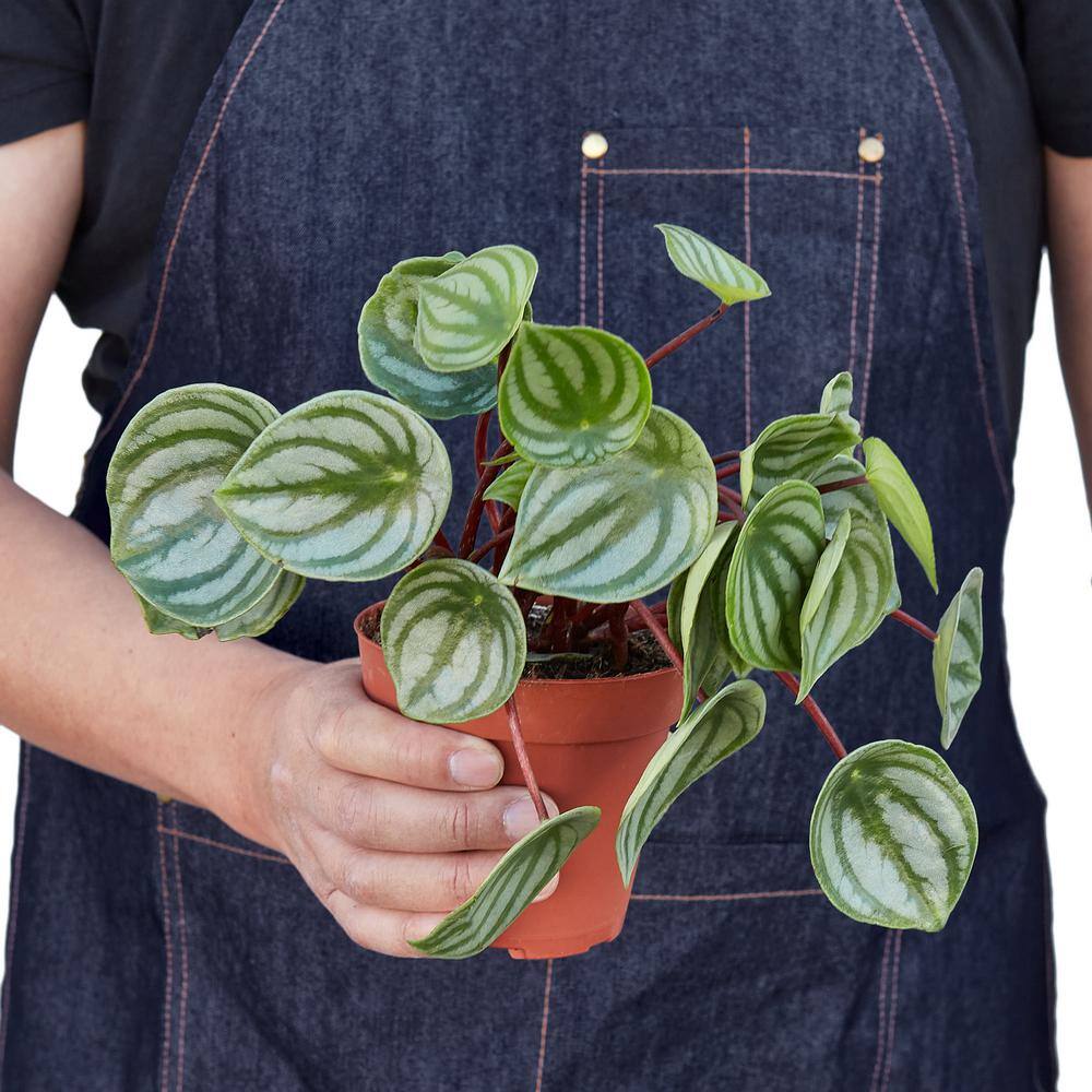 Peperomia Watermelon (Peperomia argyreia) Plant in 4 in. Grower Pot 4_PEPEROMIA_WATERMELON