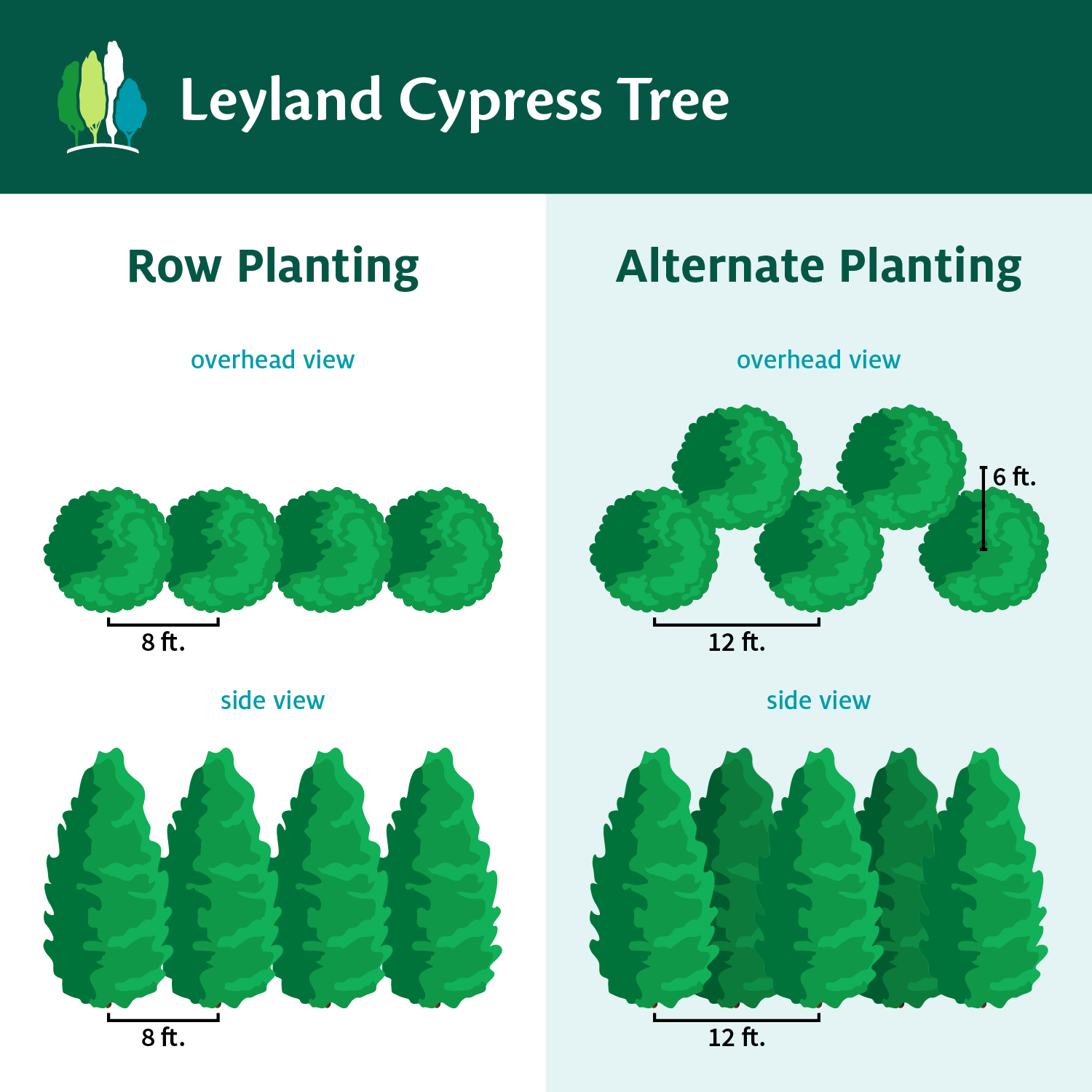 Leyland Cypress Tree