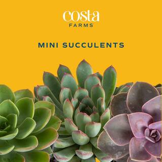 Costa Farms Mini Indoor Succulent Plants in 2 in. Ceramic Pots and Tray Avg. Shipping Height 2 in. Tall (48-Pack) CO.2SUCTRAY48