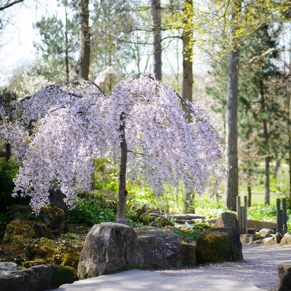 Snow Fountains® Weeping Cherry Tree