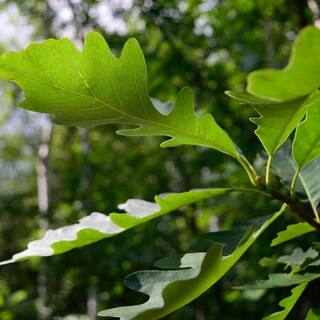 national PLANT NETWORK 2.25 Gal. Deciduous Bur Oak Tree HD7078