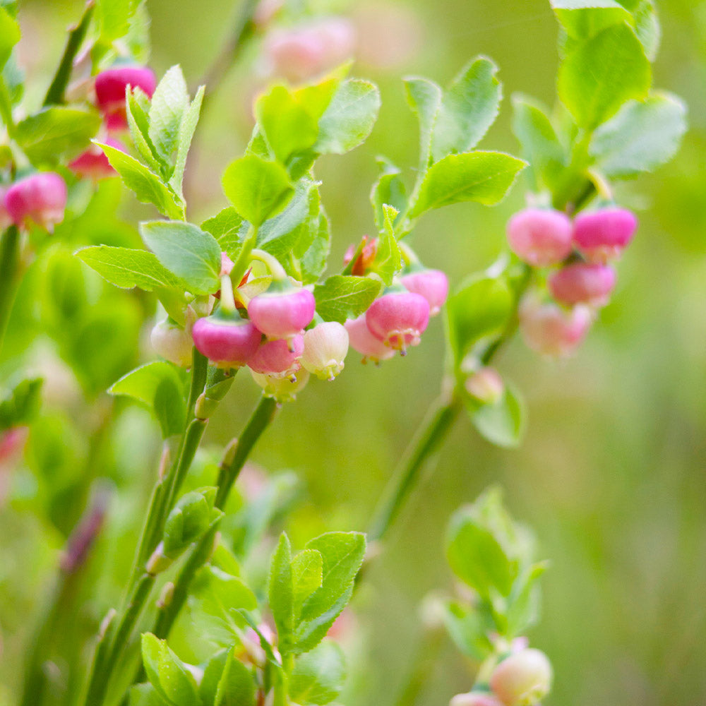 Pink Lemonade Blueberry Bush