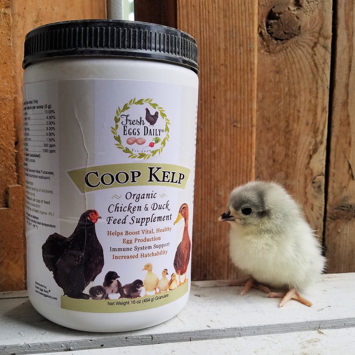 Fresh Eggs Daily Coop Kelp Organic Chicken and Duck Supplement