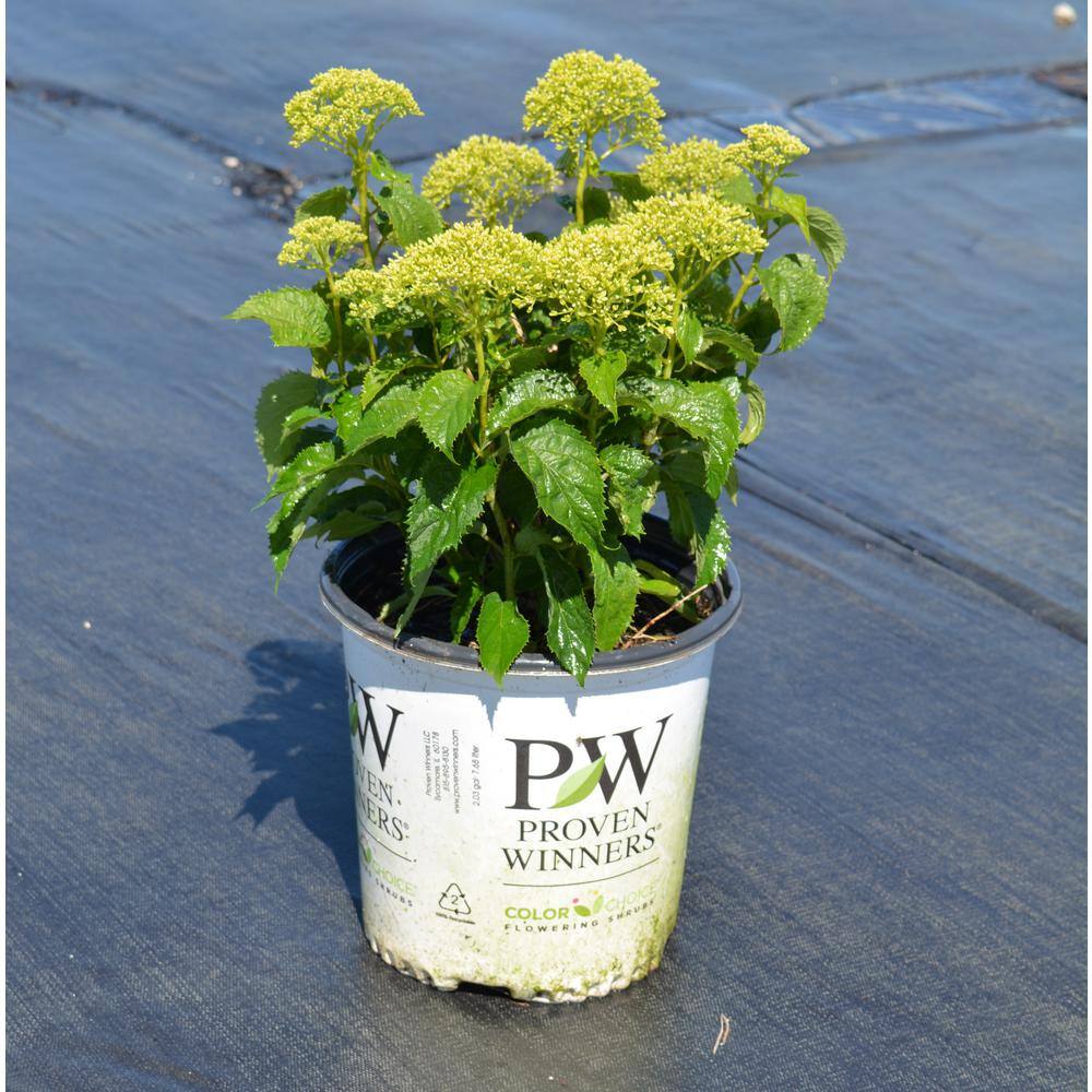 PROVEN WINNERS 2 Gal. Invincibelle Limetta Smooth Hydrangea (Arborescens) Live Shrub Green-White Flowers 11181
