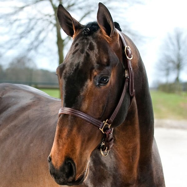 Finntack American Quality Leather Adjustable Chin Horse Halter