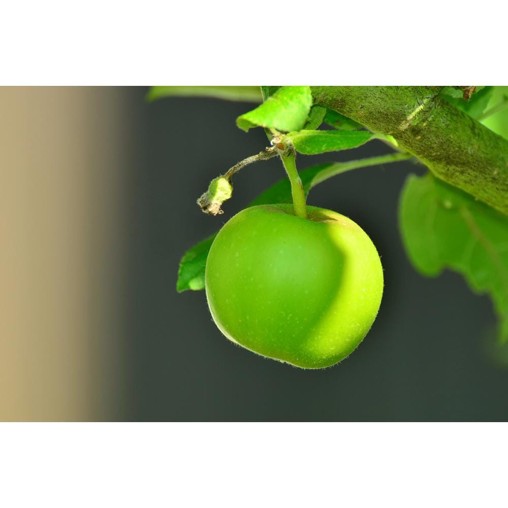 Online Orchards 4-in-1 Apple Jubilee Tree Bare Root CBAP004