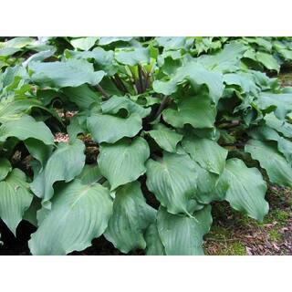 BELL NURSERY 1 Qt. Green Hosta Mix Live Flowering Perennial Plant (Pack of 4) HOSTAQTGR4PK