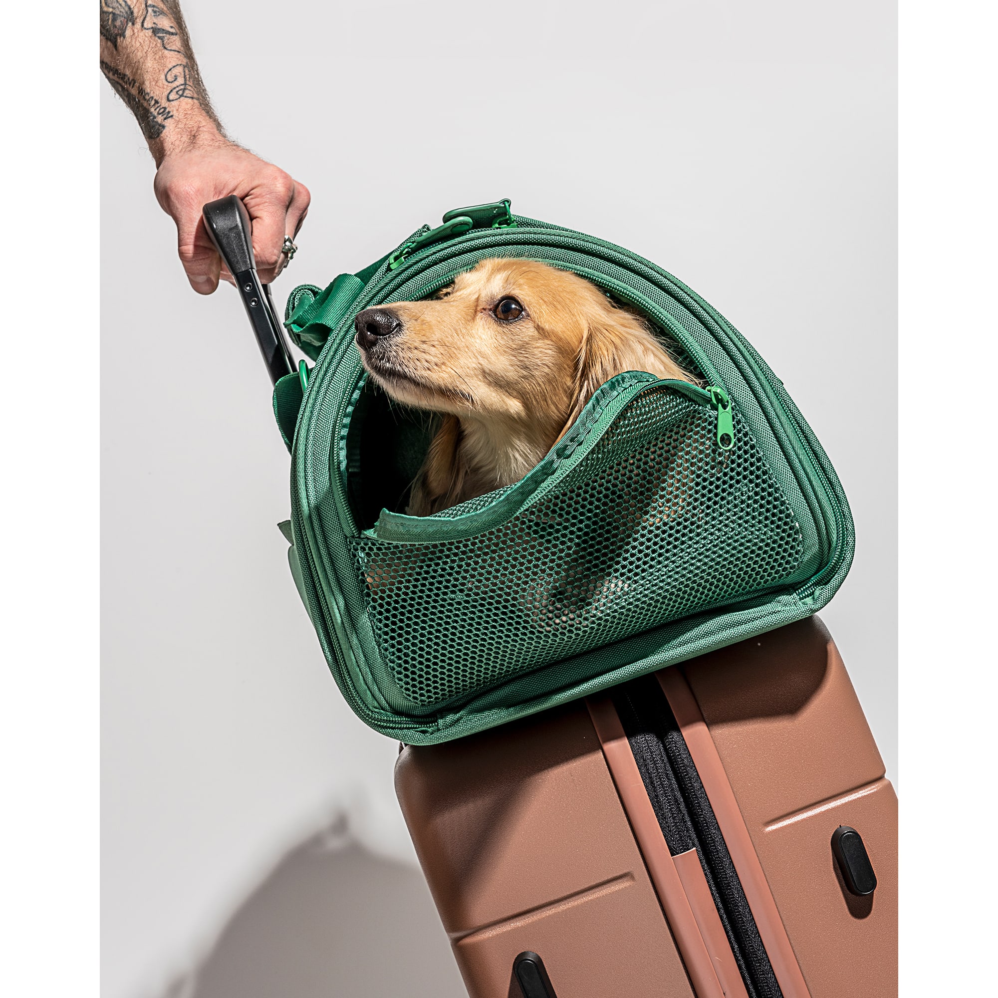 Wild One Spruce TSA Travel Carrier for Dogs， 11