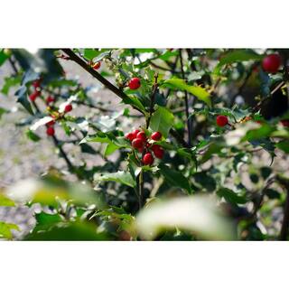 BELL NURSERY 3 Gal. Blue Princess Holly (Ilex) Evergreen Flowering Live Shrub with White Flowers ILEXM3BLU1PK