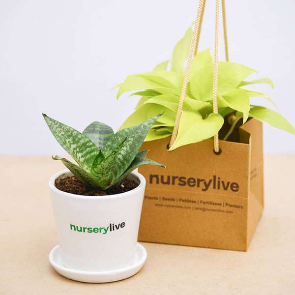 Air Purifier Plants in Ceramic Pot - Corporate Gift (set of 30)