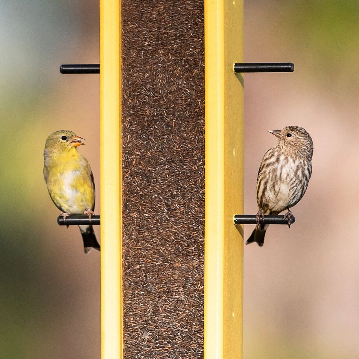 Audubon Park Nyjer Seed Wild Bird Food