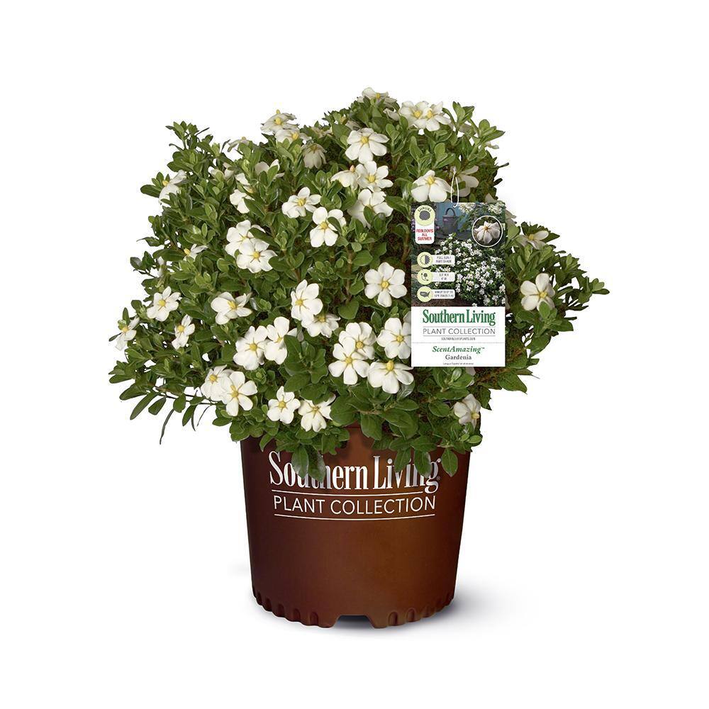 SOUTHERN LIVING 2 Gal. Scent Amazing Gardenia Shrub with White Flowers 14421