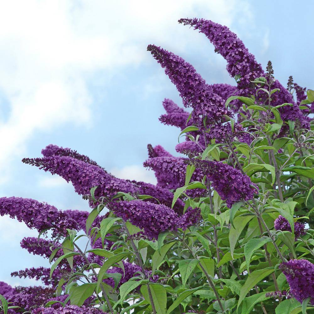 national PLANT NETWORK 2.25 Gal. Buddleia Black Knight Flowering Shrub with Purple Blooms HD7120