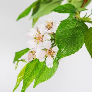 Perfect Plants 4-5 ft. Tall Yoshino Weeping Cherry Tree in Grower's Pot Elegant Cascading Foliage with White Blooms THD00519