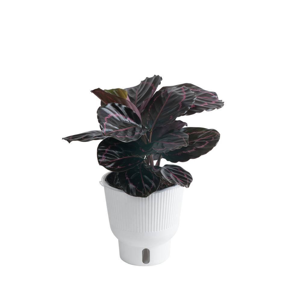 Costa Farms Trending Tropicals Calathea Dottie Indoor Plant in 6 in. White Pot Avg. Shipping Height 1-2 ft. Tall CO.3.TRADNAN.TT