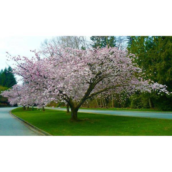 Online Orchards Akebono Cherry Blossom Tree (Bare Root 3 ft. to 4 ft. Tall) FLCH008